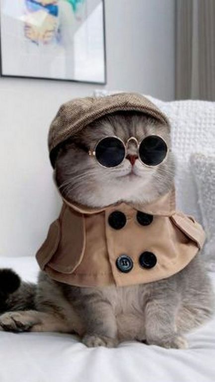 Chú mèo mũm mĩm, siêu ngầu, siêu dễ thương chắc chắn sẽ thỏa mãn mọi tiêu chí giải trí của bạn.
