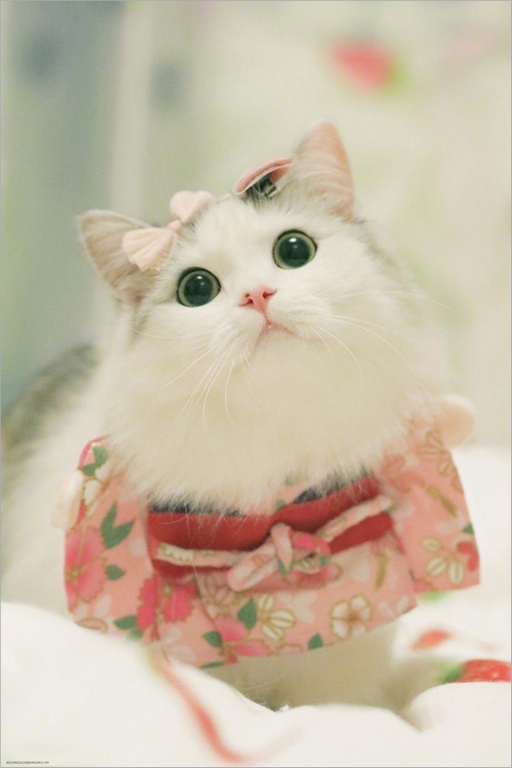 Mèo cute trong bộ trang phục váy hoa càng khiến cô mèo thêm đáng yêu.
