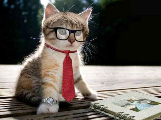 Mèo cũng thích ngắm ảnh lắm chứ bộ, không nhìn được thì mình cùng đeo kính nhé.